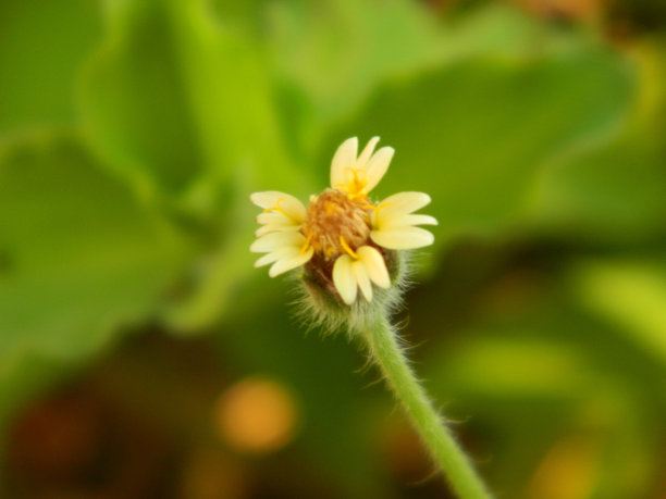 生活在城市地区的野生绿色植物的极端特写微距照片图片下载