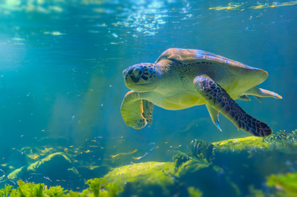 加拉帕戈斯岛上的海龟照片。绿海龟在海滩附近的浅水区沿着海底平静地游泳图片下载