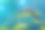 加拉帕戈斯岛上的海龟照片。绿海龟在海滩附近的浅水区沿着海底平静地游泳图片下载