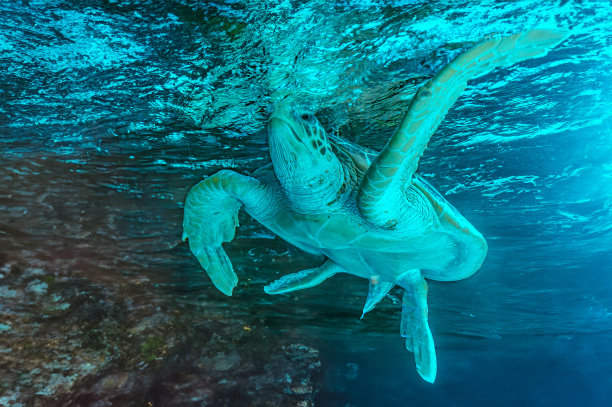 加拉帕戈斯岛上的海龟照片。绿海龟在海滩附近的浅水区沿着海底平静地游泳图片下载