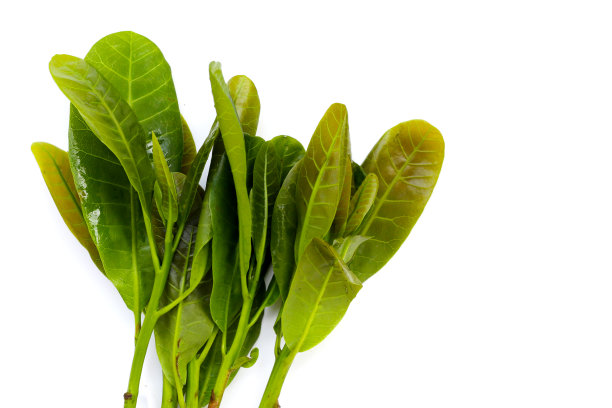 腰果树的嫩叶图片下载