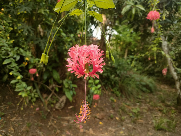 挂芙蓉图片下载