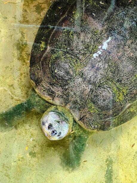 一只乌龟在水池里的照片，背景是一块石头。图片下载