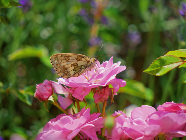 一只美丽的棕色蝴蝶栖息在一朵粉红色的玫瑰花上。在绿色树叶的模糊背景上的近距离微距照片图片下载