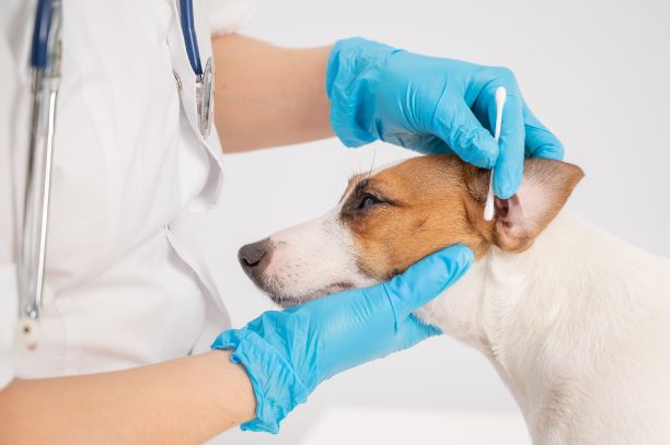 兽医用棉签清洁白色背景的杰克罗素梗犬的耳朵。图片下载