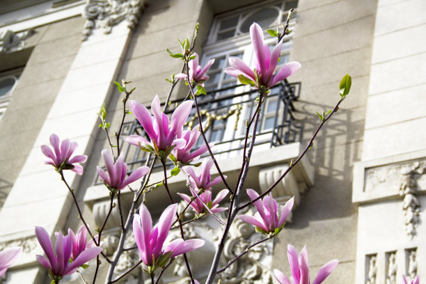 春天粉色玉兰树盛开古典建筑背景罗马尼亚布加勒斯特欧盟图片下载