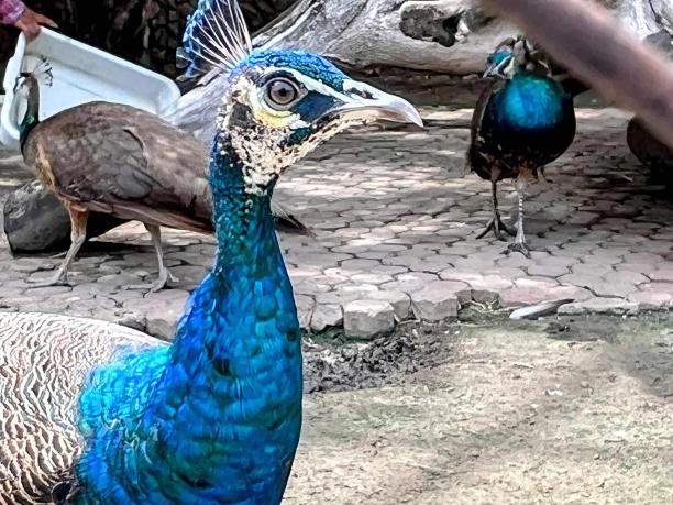 一张孔雀的照片，它有蓝色的尾巴和白色的头。图片下载