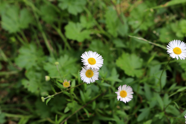 生长在草坪上的普通雏菊或草坪雏菊(Bellis perennis):(图片来源:Sanjiv Shukla)图片下载