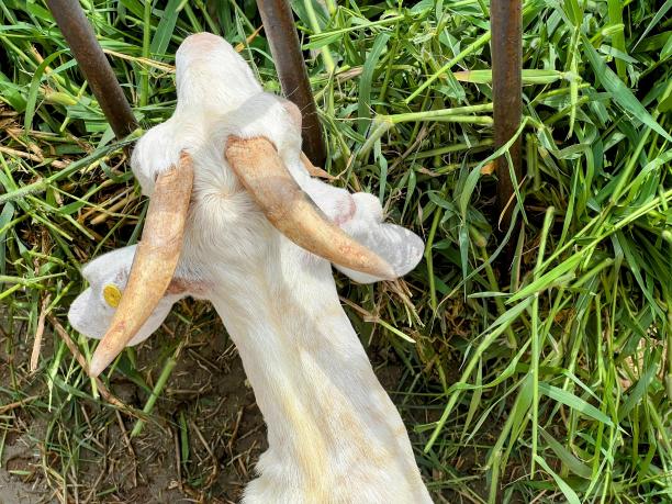 一只长着长角的山羊站在草地上的照片。图片下载