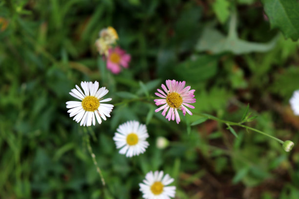 生长在草坪上的普通雏菊或草坪雏菊(Bellis perennis):(图片来源:Sanjiv Shukla)图片下载