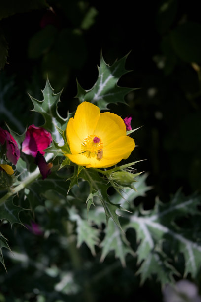 高对比度的微距图片黄色与绿色和红色树叶的背景，图片可以用作壁纸。图片下载