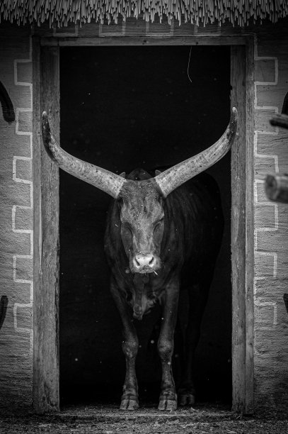 我住在动物园图片下载