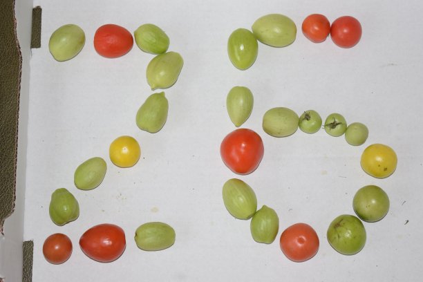 26号番茄图片下载