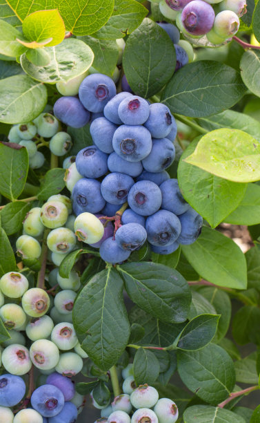 在土耳其伊兹密尔的收获季节，蓝莓农场的树上有一串成熟的水果。蓝莓采摘历史。图片下载