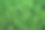 绿色植物的茎靠近。蔬菜的背景。这张照片显示了一簇浓密的绿色健康叶子，叶子图案错综复杂。图片下载