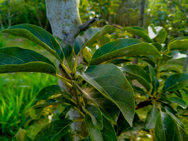 清晨牛油果种植园内的天空。牛油果是一种营养丰富、有益健康的水果。有前途的社区业务。图片下载