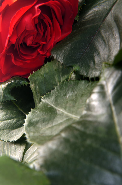 有叶子的玫瑰的照片图片下载