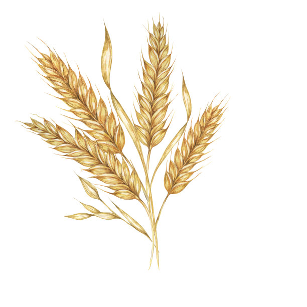 小麦穗，大麦梗，金色的谷物穗子。水彩插画面包店，面包，啤酒，威士忌，麦芽，面粉包装，标签图片下载