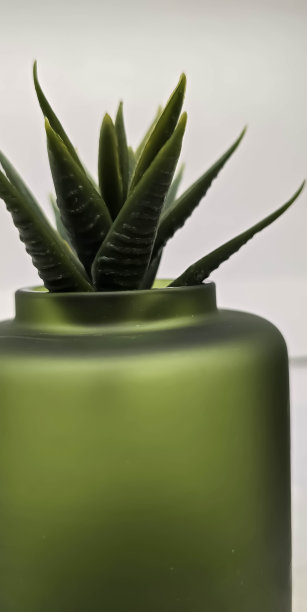 小盆里的绿色植物，作为房间的装饰和室内的装饰。浏览内容背景图片下载