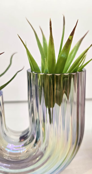 小盆里的绿色植物，作为房间的装饰和室内的装饰。浏览内容背景图片下载