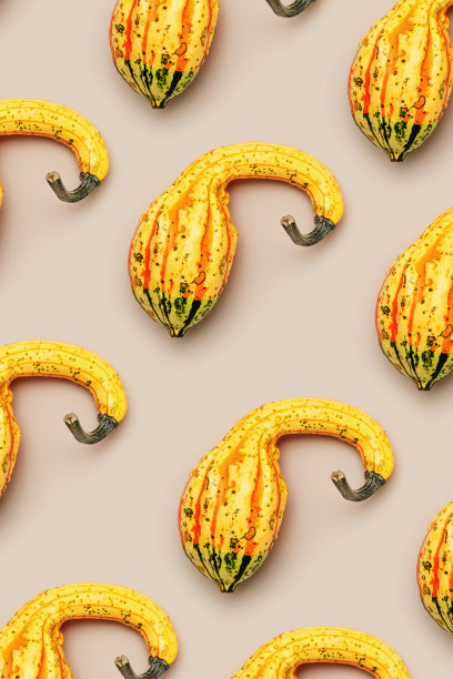 在米色背景上装饰南瓜的最小图案。时尚唯美的照片，秋天的概念，万圣节和感恩节假期印刷。迷你葫芦或南瓜，天然秋季季节性植物图片下载