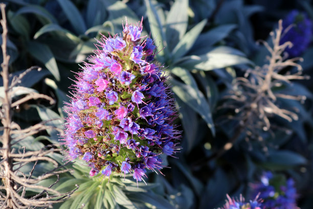 “马德拉群岛的骄傲”紫堇(Echium candicans)，蓝色花朵:(图片来源:Sanjiv Shukla)图片下载