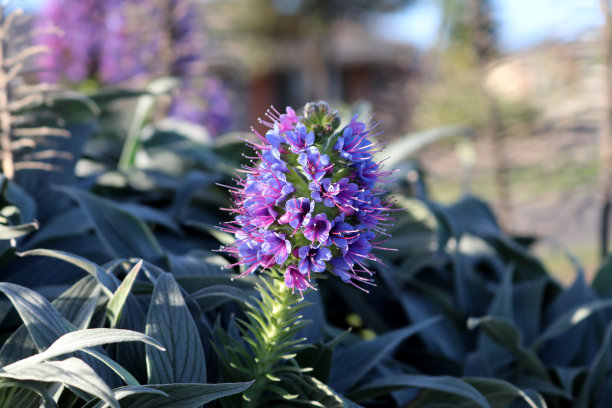 “马德拉群岛的骄傲”紫堇(Echium candicans)，蓝色花朵:(图片来源:Sanjiv Shukla)图片下载