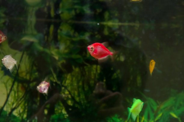 金光鱼(Gymnocorymbus ternetzi)图片下载