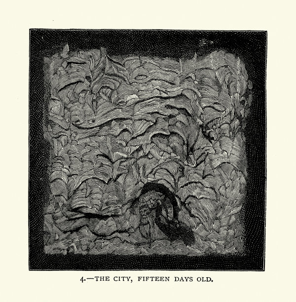 15天大的马蜂窝草图，19世纪的复古插图图片下载