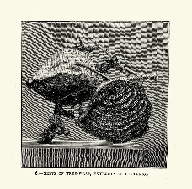 树蜂巢的草图，Dolichovespula sylvestris, 19世纪复古插图图片下载