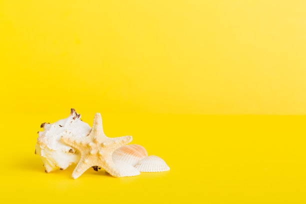 夏季时间概念与海贝壳或海星在桌子背景与文本复制空间图片下载