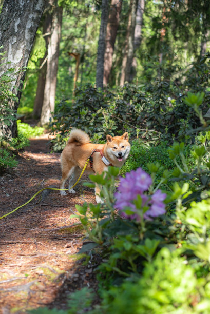 一只红色的柴犬正在盛开的杜鹃花丛中漫步图片下载