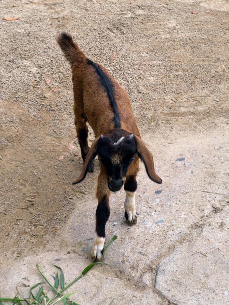 一张山羊站在植物旁边的泥土上的照片。图片下载