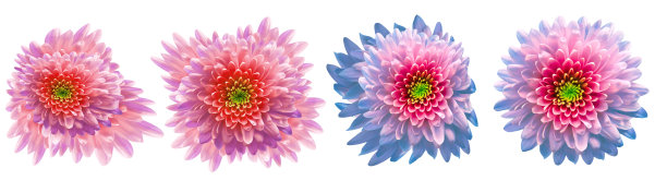 设置菊花花在白色孤立的背景与剪辑路径。特写镜头。大自然。图片下载