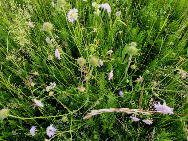 绿色的背景，野花和田野里的绿草。夏季自然背景和纹理。夏天的草在一个明亮的阳光明媚的日子从上面的照片。图片下载