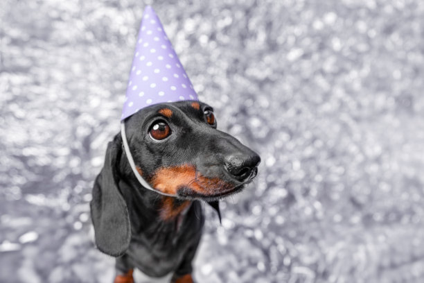在儿童聚会上，戴着节日帽子的滑稽狗狗正在等待生日礼物图片下载