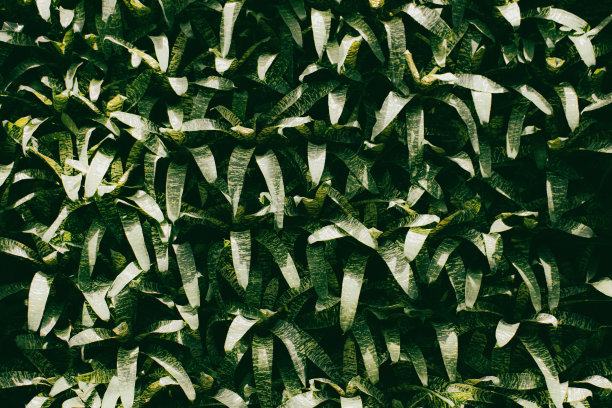 绿色的墙图片下载