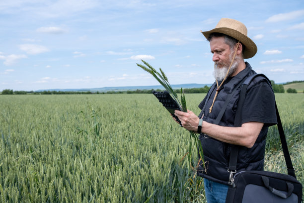 麦田里的农夫。图片下载