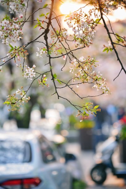 上海的春天图片下载
