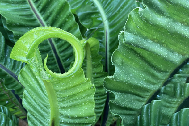图片上的凤仙花或燕窝蕨类植物的叶子呈褶皱状，曲线优美。图片用于植物展示背景。图片下载