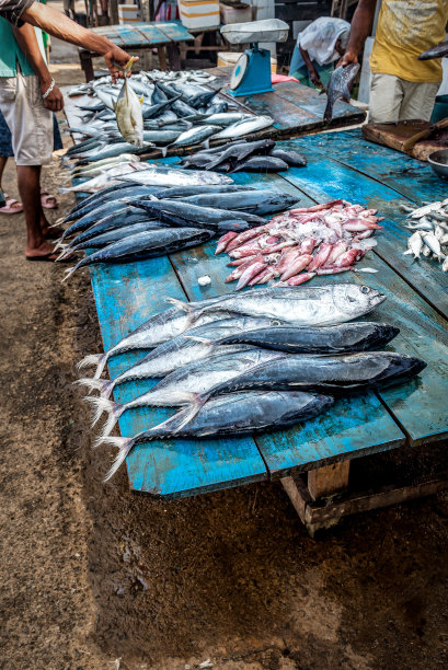 传统热带鱼市场，有几种鱼类出售，有金枪鱼等鱼类。图片下载