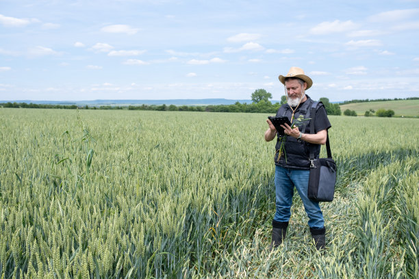 麦田里的农夫。图片下载