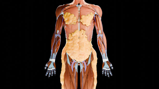 减肥比较。人的身体蜕变。之前和之后的粗腰和细腰，胖肚子之前和苗条贴合完美腹肌之后的快速减肥过程。体育训练。脂肪燃烧，3d渲染图片下载