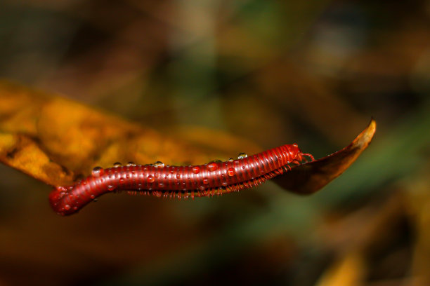 动物生命的概念本质。下雨时小千足虫在干叶子上的照片图片下载