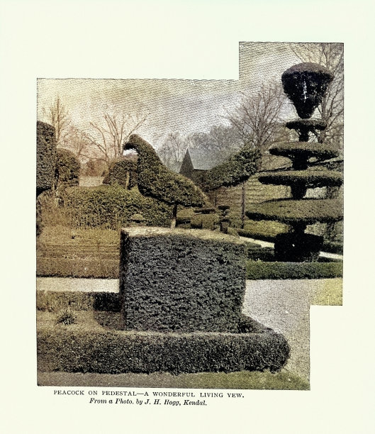 孔雀形的灌木，园艺花园，园艺学和园艺史，出自19世纪19世纪90年代的一张古董照片，图片下载