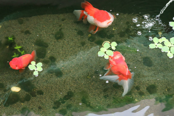 在水族鱼池里游泳的金鱼近景图片下载