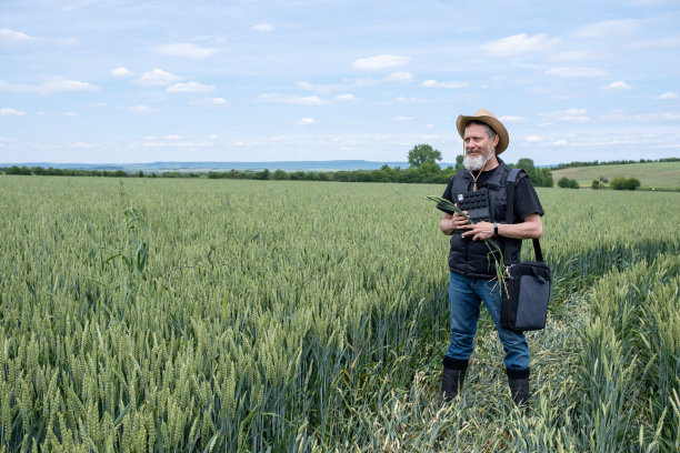 麦田里的农夫。图片下载