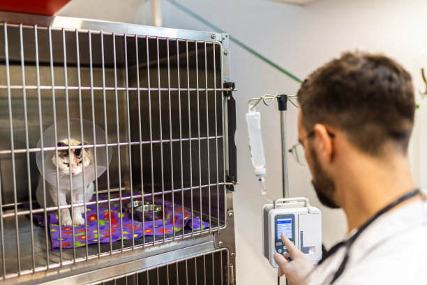 兽医探访笼里的病猫。图片下载