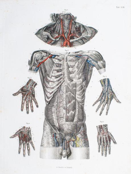 动脉:上肢和躯干-钢雕刻从手人体解剖学图集- 1860图片下载
