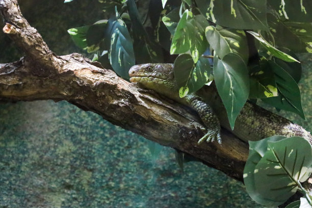 一张蛇躺在动物园树枝上的图片图片下载